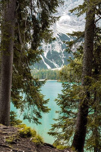 Scenic view of a turquoise alpine lake framed by tall trees with a mountain backdrop, capturing the tranquility of nature.