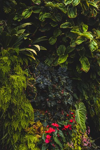 Lush vertical garden with vibrant green foliage and red flowers creating a natural tapestry.