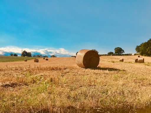 The hay in the vast field during daytime