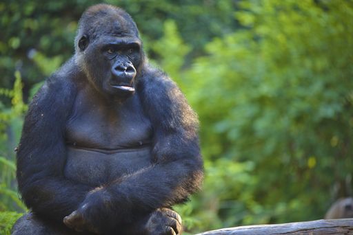 A black big gorilla sitting with blurred background
