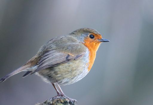 Close-up of a European robin perched on a branch with a blurred background, showcasing its vibrant orange breast and soft plumage.