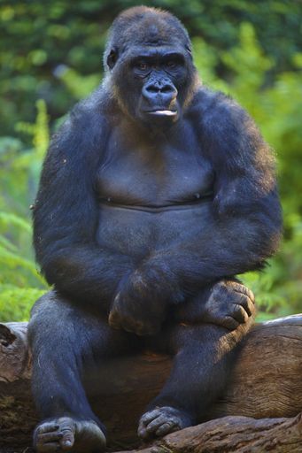 A vertical shot of a big black gorilla sitting on a tree