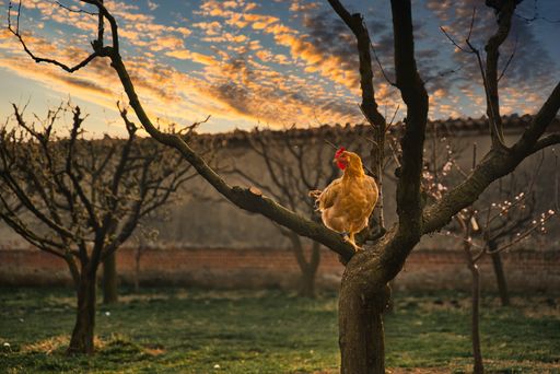 A hen on a tree in the countryside with an amazing sky