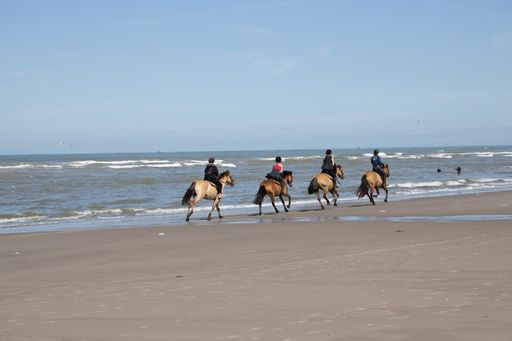 A group of people riding horses on the beach surrounded by the sea under the sunlight