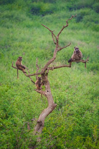 Three baboons perched on a twisted tree branch in a lush green landscape, showcasing wildlife in its natural habitat.