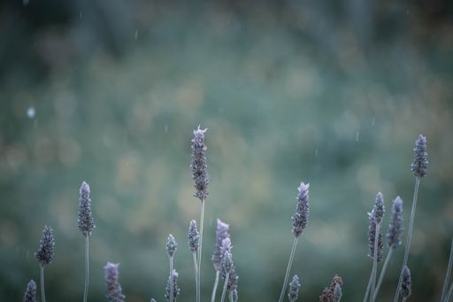 A greyscale shot of lavenders during the rain