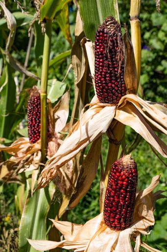 Close-up of red corn cobs on stalks in a sunny field, showcasing agricultural produce and natural beauty.