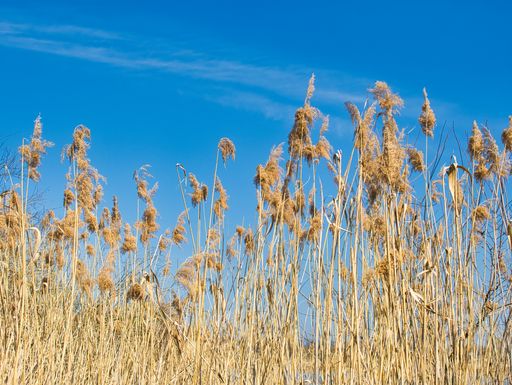 A low angle shot of dry grass in the field under the clear blue sky