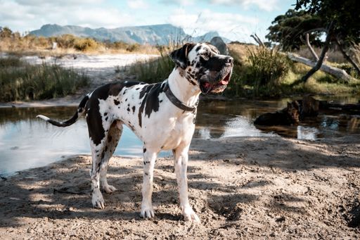 A majestic Great Dane stands on a sandy riverbank with mountains in the background under a clear sky.