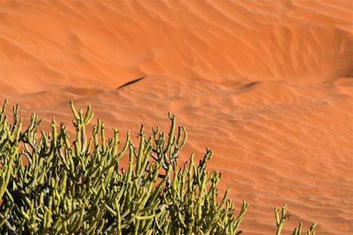 A beautiful shot of the cactus tree with sand dunes in the background at daytime
