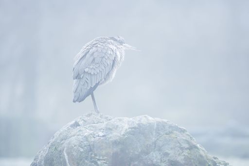 A heron standing on a rock in a misty environment, creating a serene and tranquil scene.