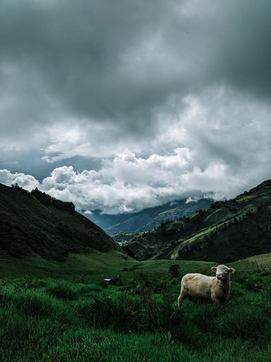 A vertical shot of sheep on the mountains covered in greenery under a cloudy sky on a rainy day