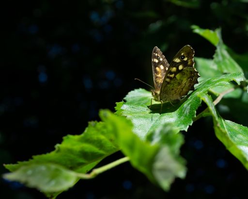 A closeup shot of a satyr butterfly on a green leaf