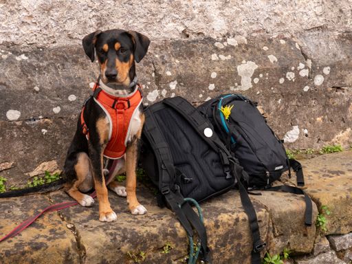 A closeup shot of a dog guarding two backpacks under the wall