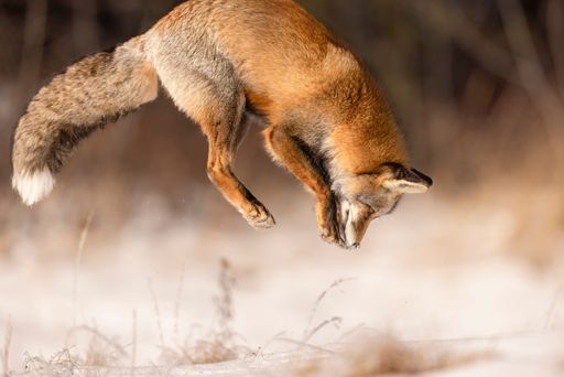 A red fox leaping gracefully in a snowy field, capturing the essence of wildlife in motion.