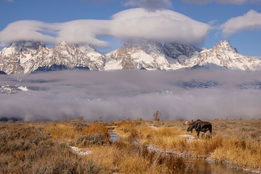 A moose stands in a field with snow-capped mountains and clouds in the background, showcasing stunning natural beauty.