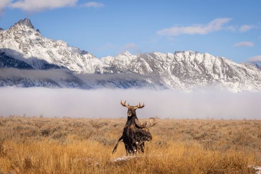 A majestic moose stands in a field with snow-covered mountains and a clear blue sky in the background.