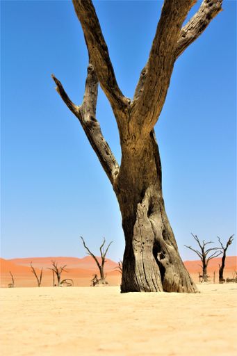 A vertical shot of a big leafless tree in a desert with sand dunes and clear sky in the background