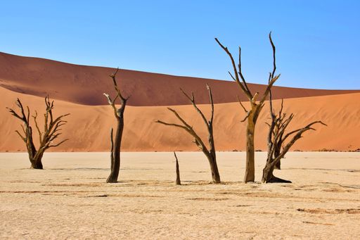 A scenic view of dead trees stand in the arid landscape of Deadvlei, Namibia