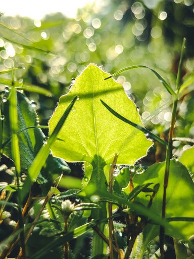 A selective of a green leaf with dewdrops in the morning