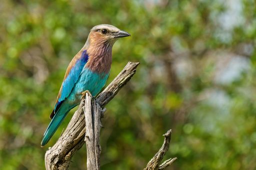 A beautiful colored Lilac-breasted Roller sitting on a branch with a blurred green background