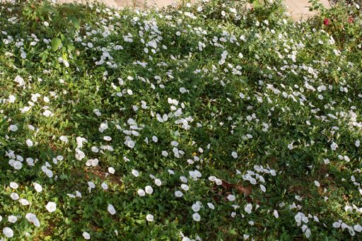 A top view shot of white flowers growing among the grass and leaves in the soil on a sunny day