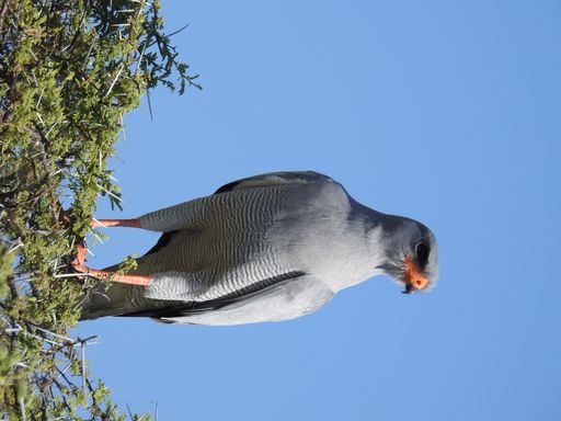 A closeup shot of a Dark chanting goshawk against the blue sky