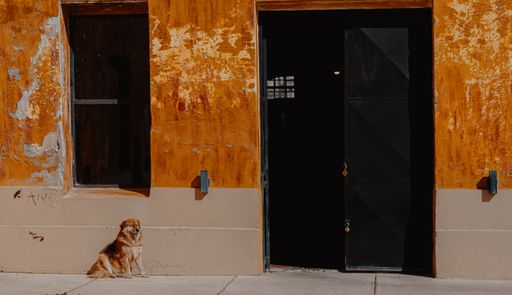 A dog sitting near the old house with an open door and yellow cracked walls