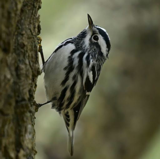 A Black-and-white Warbler walking on the side of a tree searching for bugs