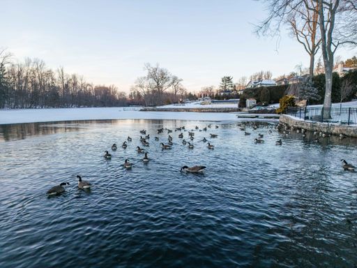 A serene winter scene with geese swimming in a partially frozen lake. New York