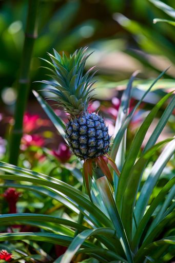 Close-up of a pineapple growing in a lush garden with vibrant green leaves and blurred background.