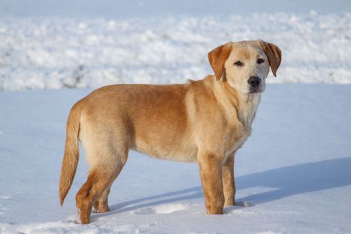 A golden retriever dog standing in the snow, with a curious expression, under a clear sky