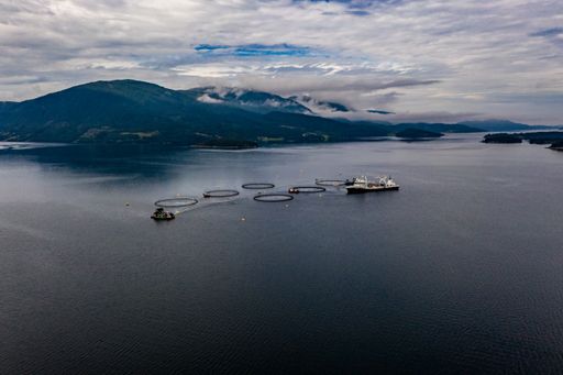 Salmon aquaculture is the fastest growing food production system in the world - Aerial drone view of a Fish farm cages, in Central Norway