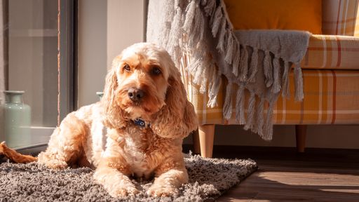 Cockapoo dog breed, shot of a pet dog by a window on a warm sunny afternoon.