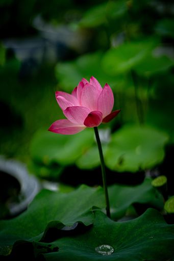 A vibrant pink lotus flower blooming amidst lush green leaves in a tranquil garden setting.