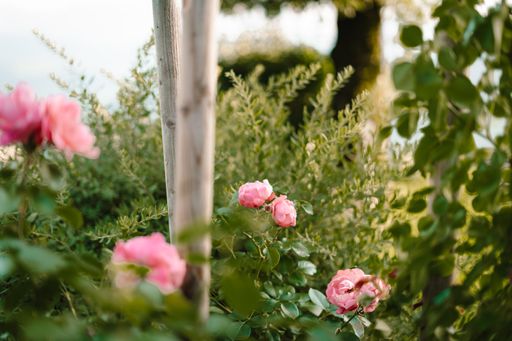 A selective focus shot of pink roses in the park under sunlight