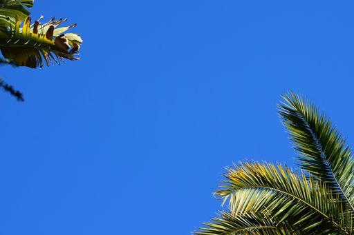 A low angle shot of fern tree leaves with a clear blue sky in the background at daytime