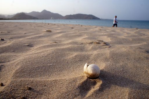 A shallow focus closeup shot of a seashell on the sand and a person on the beach