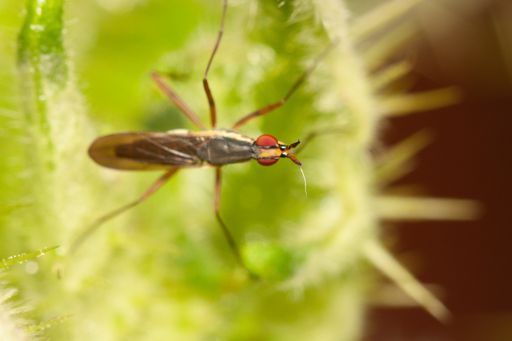 A macro shot of a bug on flowering plant in the meadow