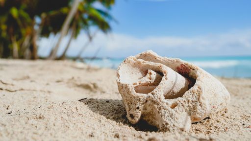 Close-up of a seashell on a sandy beach with palm trees and clear blue sky in the background.