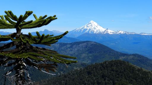 A beautiful shot of a tree with mountains in the distance under a clear blue sky