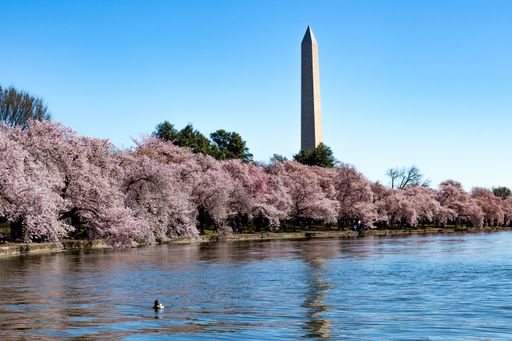 The National Mall surrounded by cherry blossoms and a lake under the sunlight in Washington DC