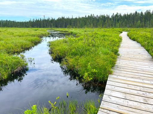 A serene wooden boardwalk winds through a lush green wetland with a reflective stream under a partly cloudy sky.