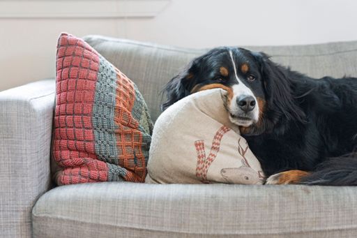 A Bernese Mountain Dog relaxing on a gray sofa with colorful cushions, exuding comfort and coziness in a modern living room setting.