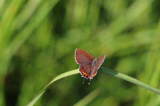 A closeup shot of a small butterfly sitting on a plant leaf