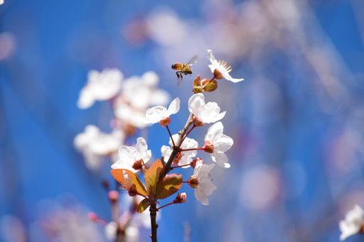 A closeup shot of bee flying near the white flowers on a branch with a blurred background