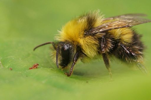Detailed closeup on a fluffy male of the Early bumblebee, Bombus pratorum on a green leaf