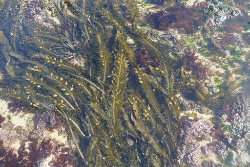 A view of seaweed kelp on the Oregon coast