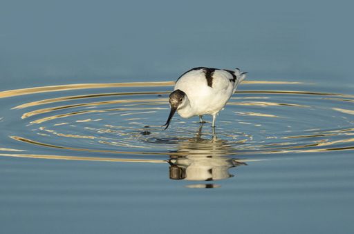 Wintering Pied avocet foraging in a shallow salt pan of a coastal salt works.