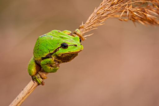 A closeup of a European tree frog on the grass in a field with a blurry background